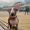 The Ultimate Guide to Pet-Friendly Shopping in Monmouth County, New Jersey